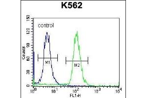 ELX Antibody (N-term) (ABIN657093 and ABIN2846251) flow cytometric analysis of K562 cells (right histogr) compared to a negative control cell (left histogr). (AMELX Antikörper  (N-Term))