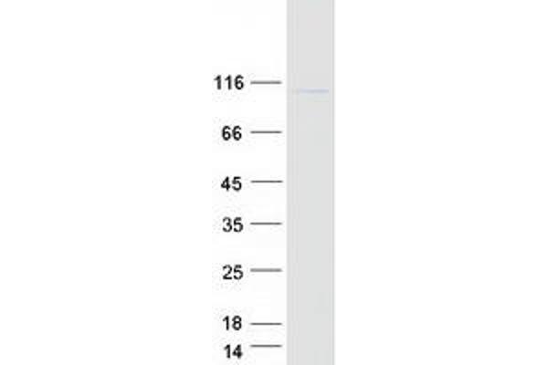 gamma 1 Adaptin Protein (Transcript Variant 1) (Myc-DYKDDDDK Tag)