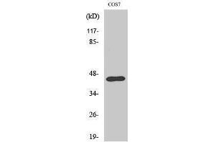 Western Blotting (WB) image for anti-Ephrin B1 (EFNB1) (Ser312) antibody (ABIN3184517) (Ephrin B1 Antikörper  (Ser312))