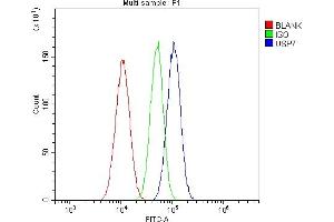 Flow Cytometry analysis of A549 cells using anti-HAUSP/USP7 antibody (ABIN5693267).