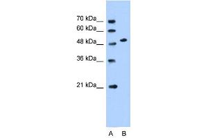 WB Suggested Anti-SLC30A1 Antibody Titration:  0. (SLC30A1 Antikörper  (Middle Region))