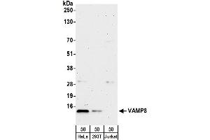 anti-Vesicle-Associated Membrane Protein 8 (Endobrevin) (VAMP8) (AA 1-50) antibody