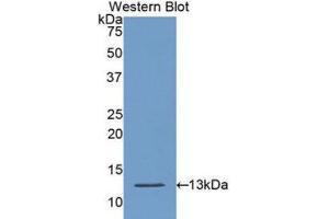 Western Blotting (WB) image for anti-Caspase 6, Apoptosis-Related Cysteine Peptidase (CASP6) (AA 194-293) antibody (ABIN1175661) (Caspase 6 Antikörper  (AA 194-293))