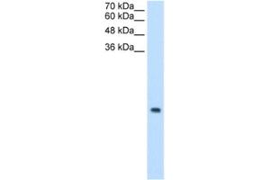 Western Blotting (WB) image for anti-Mitochondrial Ribosomal Protein S12 (MRPS12) antibody (ABIN2462968) (MRPS12 Antikörper)