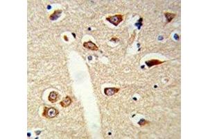 IHC analysis of FFPE mouse brain tissue stained with TLR3 antibody