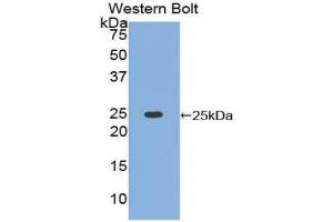 Western Blotting (WB) image for anti-High Mobility Group Box 1 (HMGB1) (AA 1-215) antibody (ABIN1078145) (HMGB1 Antikörper  (AA 1-215))