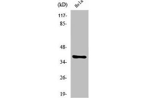 Western Blot analysis of COLO205 cells using Nkx-2. (NK2 Homeobox 4 Antikörper  (N-Term))