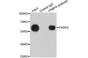 Immunoprecipitation analysis of 200 μg extracts of 293T cells using 1 μg FKBP4 antibody (ABIN5973289). (FKBP4 Antikörper)