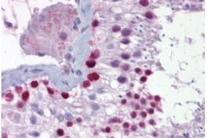 Anti-PITX3 antibody IHC staining of human testis. (PITX3 Antikörper  (N-Term))
