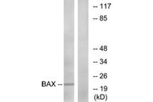 Western blot analysis of extracts from HepG2 cells, using Bax (Ab-167) Antibody. (BAX Antikörper  (AA 133-182))