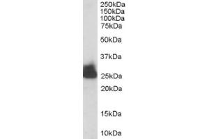 Image no. 1 for anti-Triosephosphate Isomerase 1 (TPI1) (C-Term) antibody (ABIN374519) (TPI1 Antikörper  (C-Term))