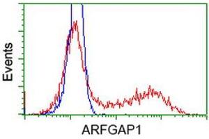 HEK293T cells transfected with either RC206987 overexpress plasmid (Red) or empty vector control plasmid (Blue) were immunostained by anti-ARFGAP1 antibody (ABIN2454350), and then analyzed by flow cytometry. (ARFGAP1 Antikörper)