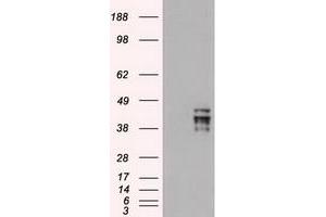 HEK293T cells were transfected with the pCMV6-ENTRY control (Left lane) or pCMV6-ENTRY OCT-4 (RC211998) (Right lane) cDNA for 48 hrs and lysed. (OCT4 Antikörper)