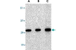 Western blot analysis of SNAI2 in 293 cell lysate with SNAI2 polyclonal antibody  at in (A) 0. (SLUG Antikörper  (Internal Region))