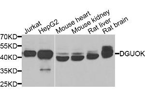 Western blot analysis of extracts of various cell lines, using DGUOK antibody. (Deoxyguanosine Kinase Antikörper)