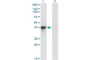 Western Blot analysis of MAP2K3 expression in transfected 293T cell line by MAP2K3 monoclonal antibody (M02), clone 1D10. (MAP2K3 Antikörper  (AA 1-100))