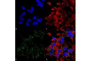 Immunocytochemistry/Immunofluorescence analysis using Mouse Anti-VGlut3 Monoclonal Antibody, Clone S34-34 . (SLC17A8 Antikörper  (AA 546-588) (PE))