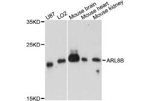 Western blot analysis of extracts of various cell lines, using ARL8B antibody.