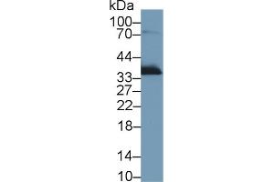 Western Blot; Sample: Rat Lung lysate; Primary Ab: 1µg/ml Rabbit Anti-Rat APOE Antibody Second Ab: 0. (APOE Antikörper  (AA 19-168))