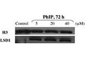 Western blot testing of LSD1 antibody and nuclear extracts of control and PhIP-treated HMEC cells. (LSD1 Antikörper  (AA 819-852))