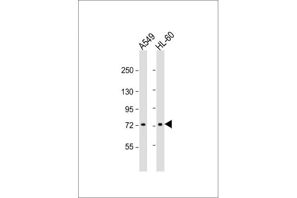 VWA2 Antikörper  (N-Term)