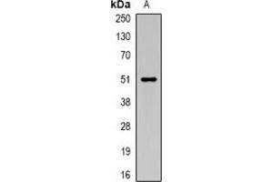 Western blot analysis of Carboxypeptidase A6 expression in rat testis (A) whole cell lysates.