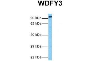 Host:  Rabbit  Target Name:  WDFY3  Sample Tissue:  Human Fetal Liver  Antibody Dilution:  1. (WDFY3 Antikörper  (C-Term))