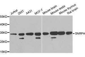 Western blot analysis of extracts of various cell lines, using SNRPA antibody. (SNRPA1 Antikörper)