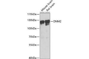 Western blot analysis of extracts of various cell lines, using DNM2 Antibody (ABIN6127773, ABIN6139741, ABIN6139742 and ABIN6223876) at 1:1000 dilution. (DNM2 Antikörper  (AA 607-866))