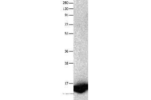 Western blot analysis of Human fetal brain tissue, using FABP7 Polyclonal Antibody at dilution of 1:450 (FABP7 Antikörper)