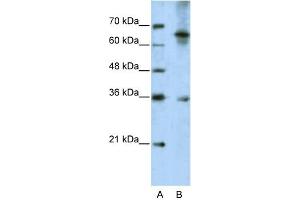 Western Blotting (WB) image for anti-Wingless-Type MMTV Integration Site Family, Member 9B (WNT9B) (C-Term) antibody (ABIN2776704)