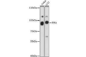 Western blot analysis of extracts of various cell lines, using IKKα antibody (ABIN6132067, ABIN6138615, ABIN6138616 and ABIN6213841) at 1:1000 dilution. (IKK alpha Antikörper  (AA 516-745))