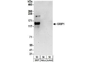 Western Blotting (WB) image for anti-Glutamate Receptor Interacting Protein 1 (GRIP1) (AA 725-775) antibody (ABIN7450303)