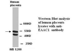 Image no. 1 for anti-Solute Carrier Family 1 (Neuronal/epithelial High Affinity Glutamate Transporter, System Xag), Member 1 (SLC1A1) (C-Term) antibody (ABIN790927) (SLC1A1 Antikörper  (C-Term))