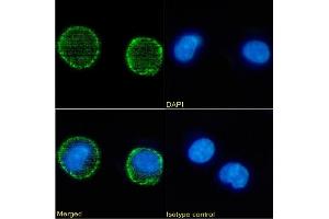 Immunofluorescence staining of Daudi cells using anti-CD6 OX-126 Immunofluorescence analysis of paraformaldehyde fixed Daudi cells stained with the chimeric mouse IgG version of OX-126 (ABIN7072378) at 10 μg/mL followed by Alexa Fluor® 488 secondary antibody (2 μg/mL), showing membrane staining. (Rekombinanter CD37 Antikörper)