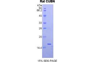 SDS-PAGE analysis of Rat Cubilin Protein. (CUBN Protein)