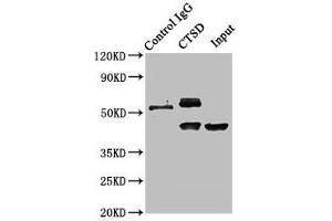 Immunoprecipitating CTSD in HepG2 whole cell lysate Lane 1: Rabbit control IgG instead of ABIN7147000 in HepG2 whole cell lysate. (Cathepsin D Antikörper  (AA 67-403))