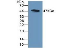Detection of Recombinant DKK3, Mouse using Polyclonal Antibody to Dickkopf Related Protein 3 (DKK3) (DKK3 Antikörper  (AA 23-349))