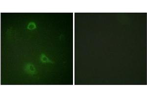 Immunofluorescence staining of methanol-fixed A549 cells using NMDAR1 (Phospho-Ser890) Antibody. (GRIN1/NMDAR1 Antikörper  (pSer890))