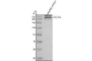 Western blot analysis of POLR2A using anti-POLR2A antibody (AZA0A0R4IMS9).
