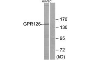 Western blot analysis of extracts from HuvEc cells, using GPR126 Antibody.