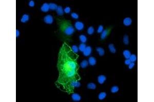 Anti-GAS7 mouse monoclonal antibody (ABIN2453058) immunofluorescent staining of COS7 cells transiently transfected by pCMV6-ENTRY GAS7 (RC215256). (GAS7 Antikörper)