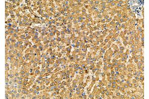 ABIN7093852 and ABIN7097895 at 1/100 staining Mouse pancreatic tissue by IHC-P.
