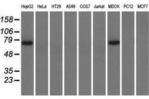 Western blot analysis of extracts (35 µg) from 9 different cell lines by using anti-PEX5 monoclonal antibody. (PEX5 Antikörper)