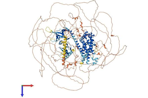 ARHGEF5 Protein (AA 1-1581) (His tag)