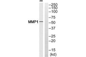 Western blot analysis of extracts from 293 cells, using MMP1 (Cleaved-Pro269) antibody. (MMP1 Antikörper  (Cleaved-Pro269))