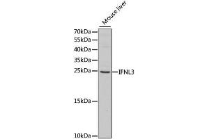 Western blot analysis of extracts of mouse liver, using IFNL3 antibody (ABIN1876849) at 1:1000 dilution. (IL28B Antikörper)
