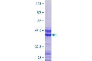 TCF21 Protein (AA 1-179) (GST tag)