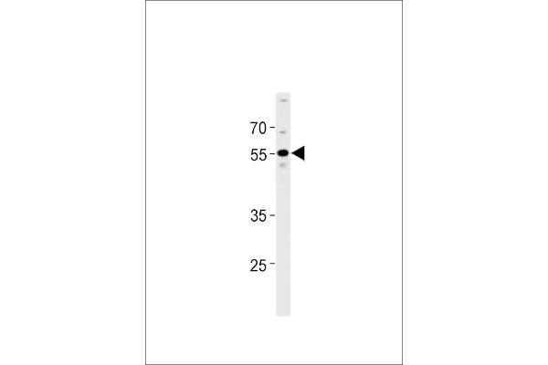 PPHLN1 antibody  (N-Term)