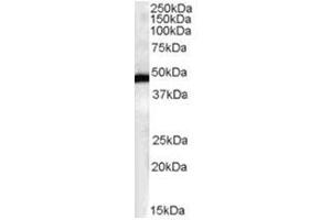 Image no. 1 for anti-F-Box and Leucine-Rich Repeat Protein 2 (FBXL2) (N-Term) antibody (ABIN374345) (FBXL2 Antikörper  (N-Term))